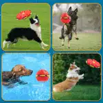 Dog Frisbee Ball