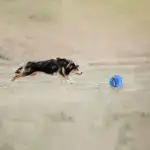 Dog Frisbee Ball