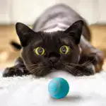 Treat Your Kitty To The Electric Ball Cat Toy😸