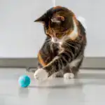 Treat Your Kitty To The Electric Ball Cat Toy😸