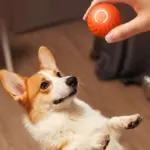 Treat Your Kitty To The Electric Ball Cat Toy😸