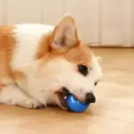 Treat Your Kitty To The Electric Ball Cat Toy😸